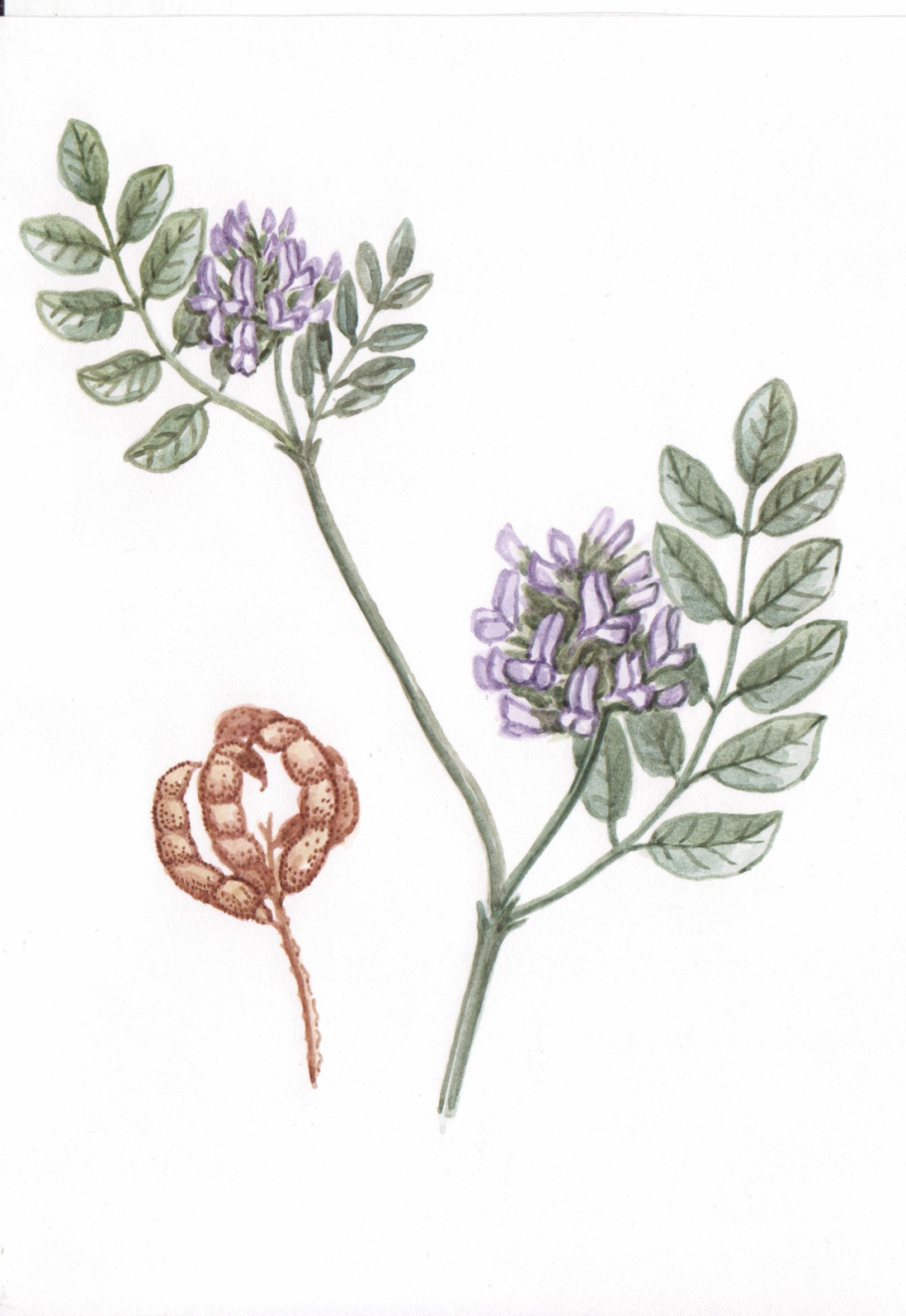 Мышиный горох Луговая