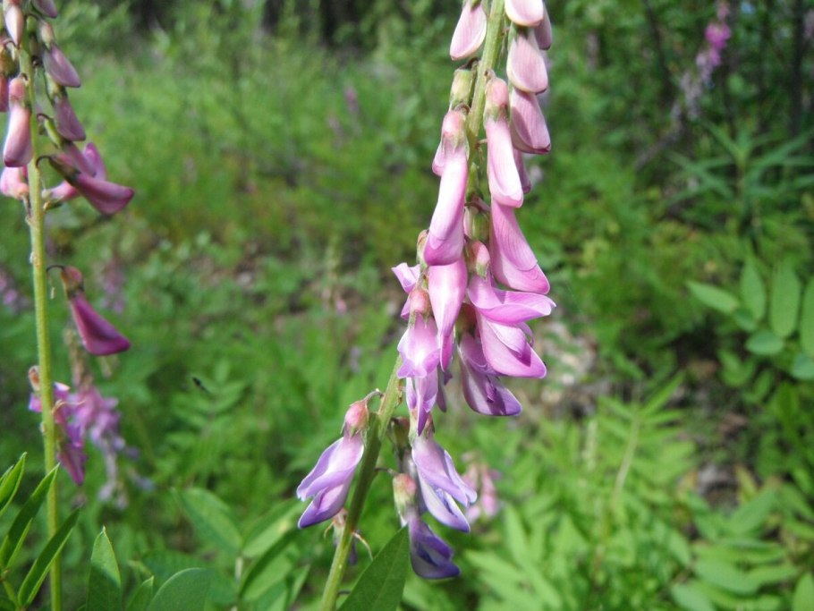 Солодка голая и Солодка Уральская