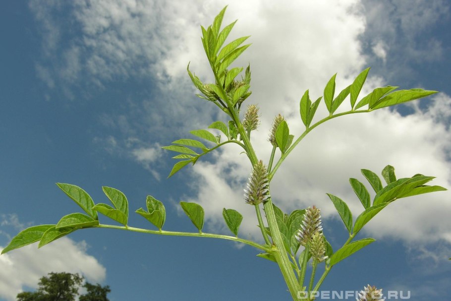 Солодка щетинистая