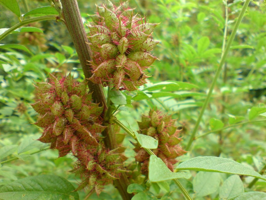 Солодки растет Узбекистане