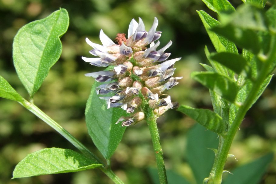 Лакрица растение