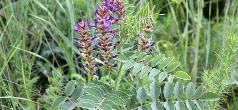 Лекарственное растение Солодка Коржинского