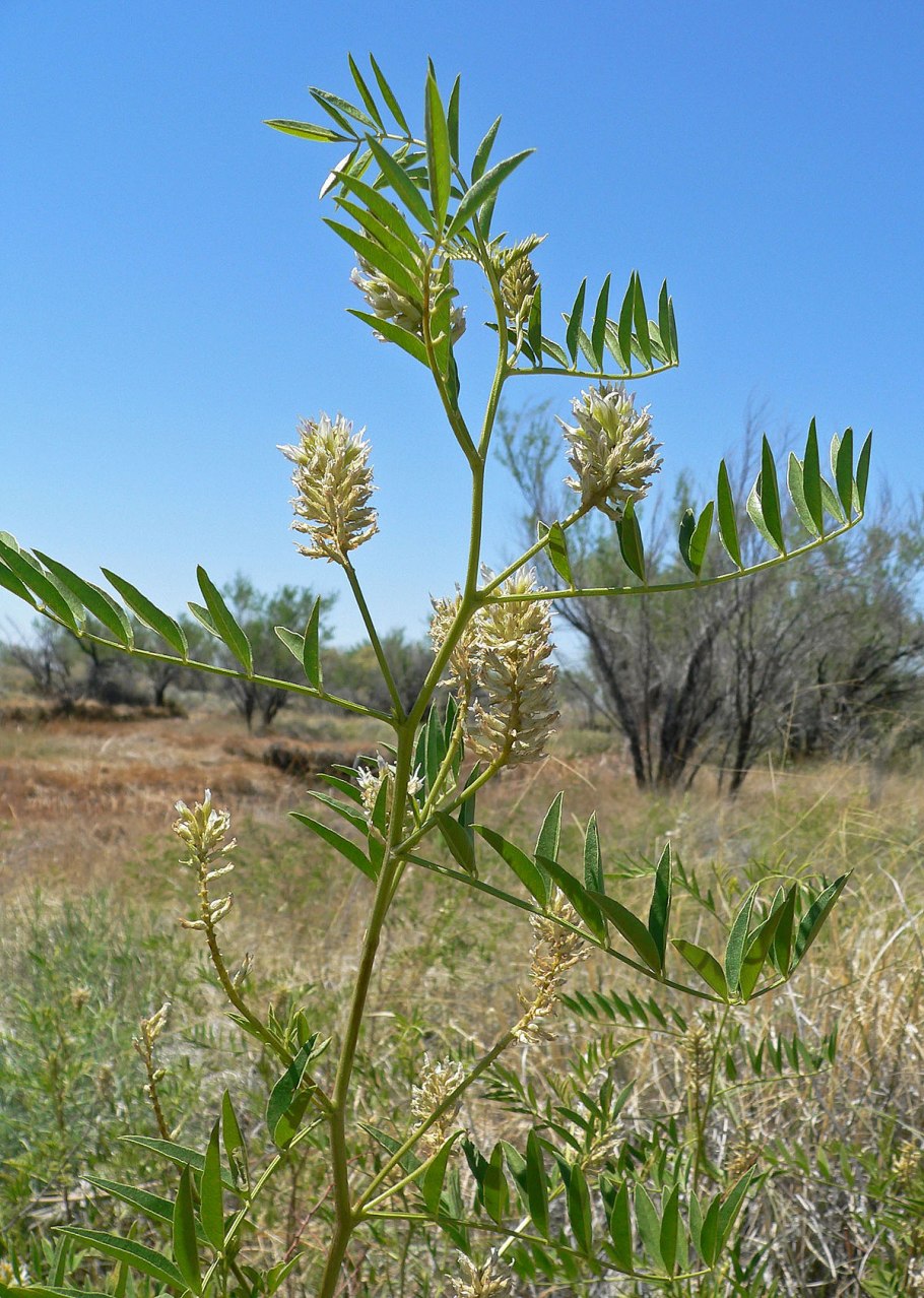 Glycyrrhiza lepidota