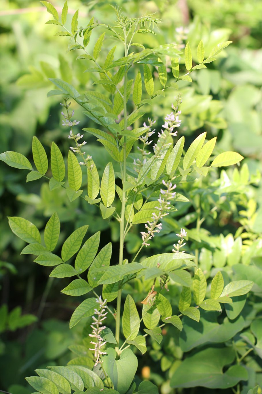 Солодка иглистая