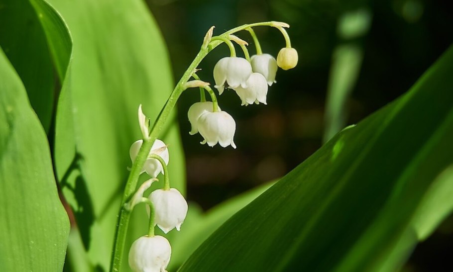 Венерин башмачок цветок