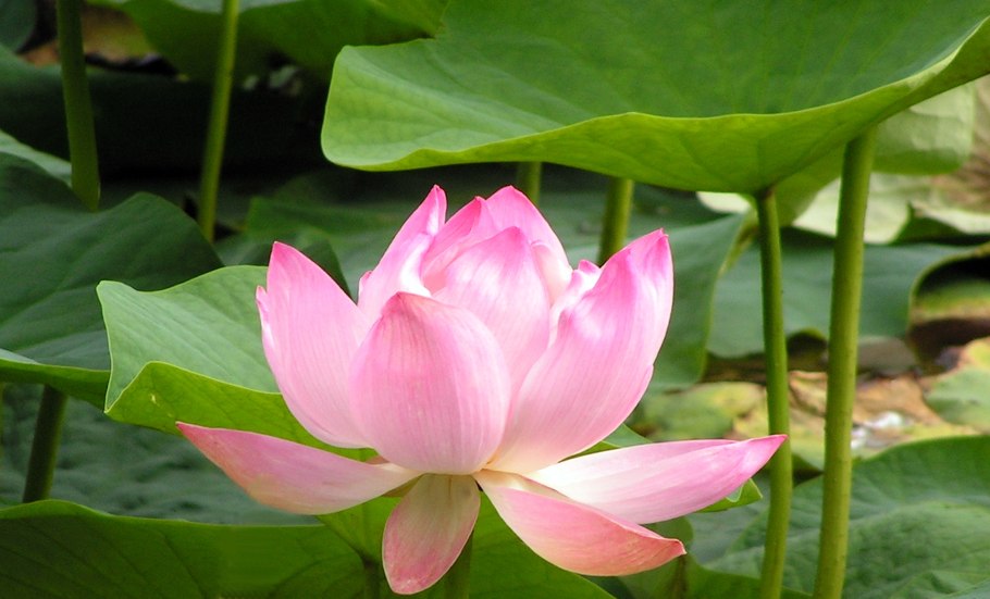 Лилия кудреватая саранка