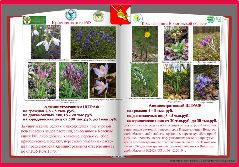 Растения занесённые в красную книгу Вологодская обл