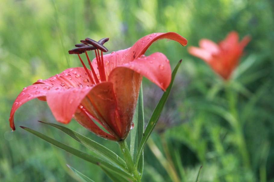 Растения красной книги России