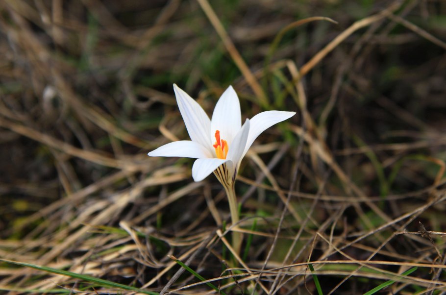 Панели Шафран фото фона