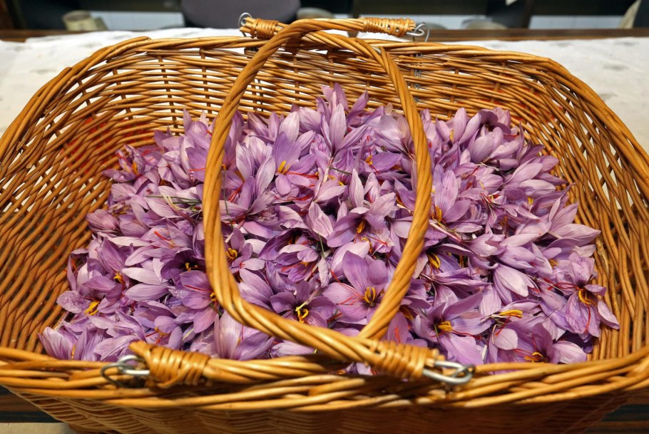 Лилия игл Шафран