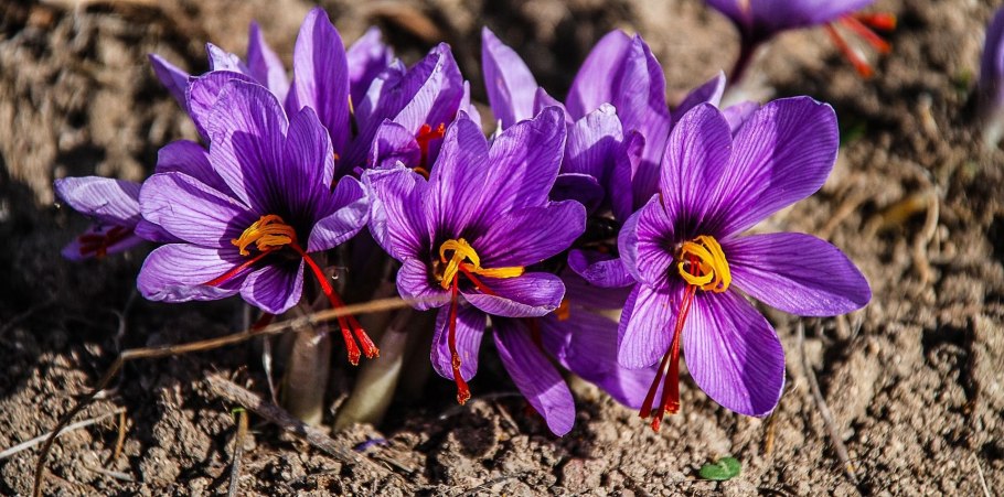 Saffron crocus