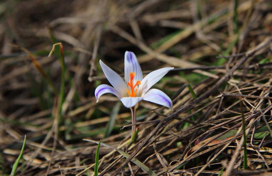 Шафран Шарояна