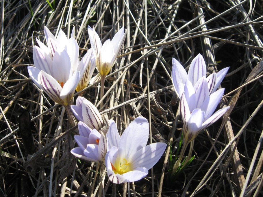 Шафран сетчатый