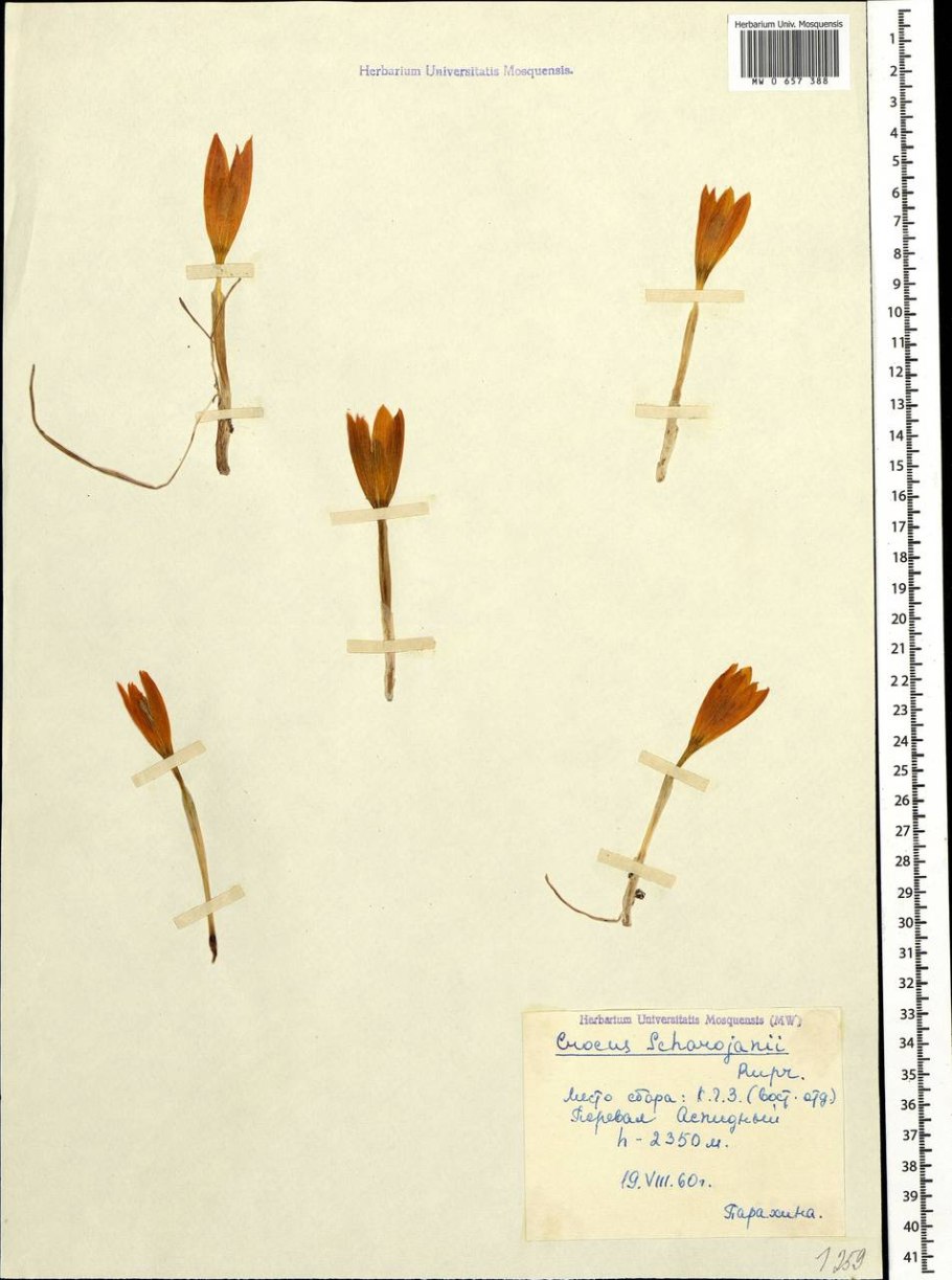 Шафран без фона