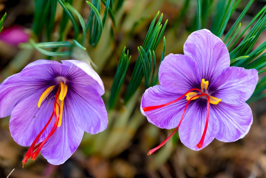 Saffron crocus