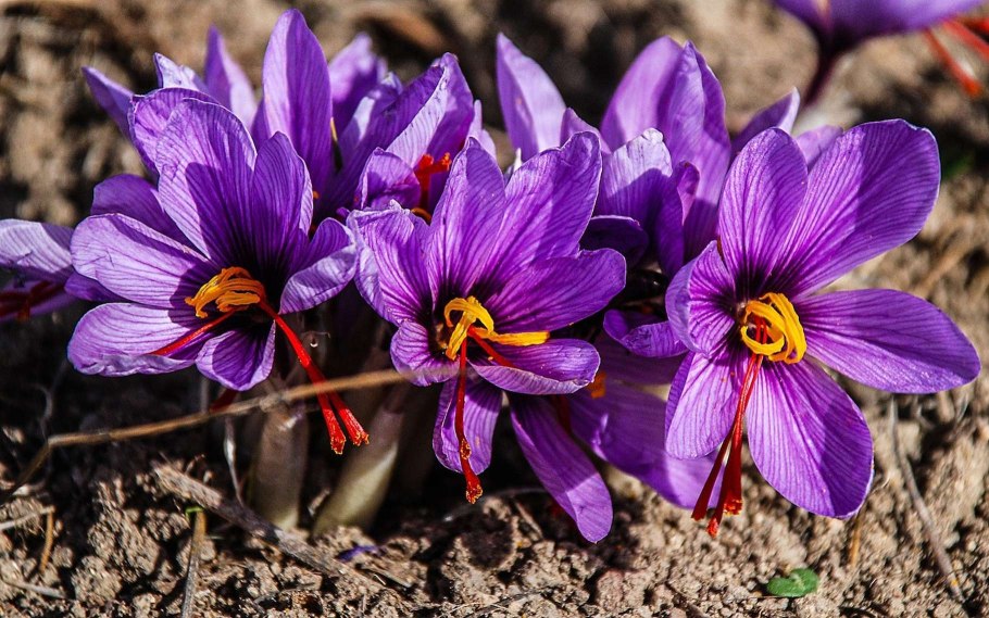 Saffron crocus