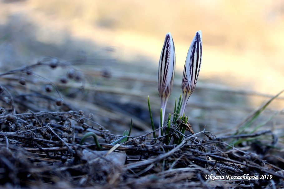 Цветок шафрана в игре 2 мира