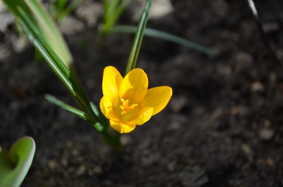 Шафран на белом фоне