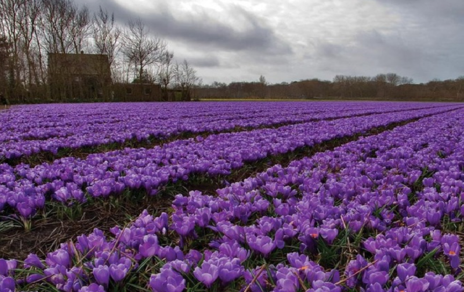 Поля крокусов голландия