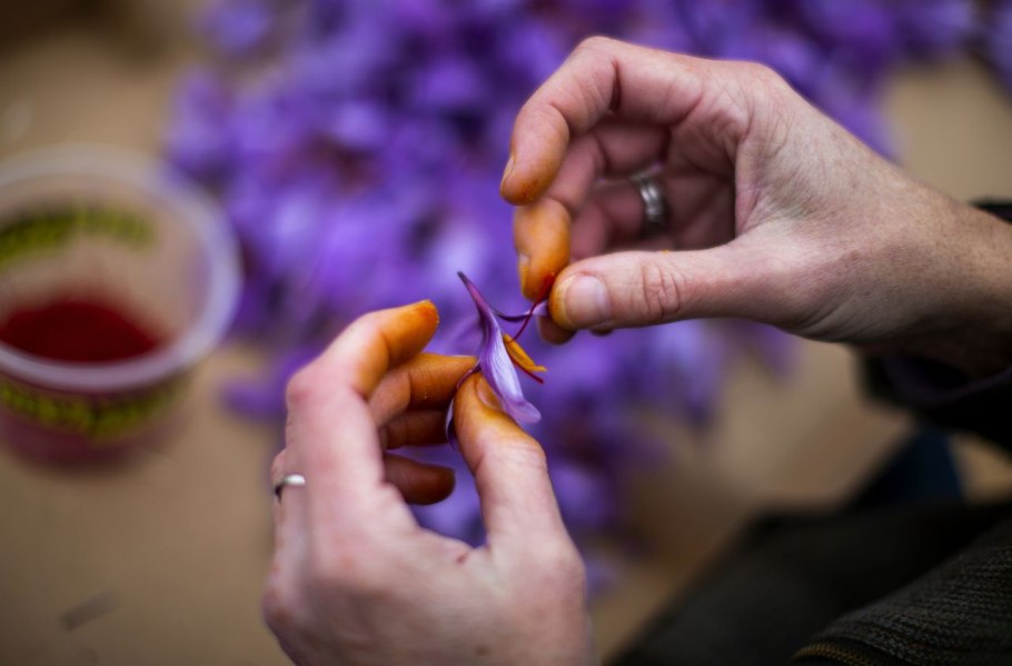 Шафран специя Крокус