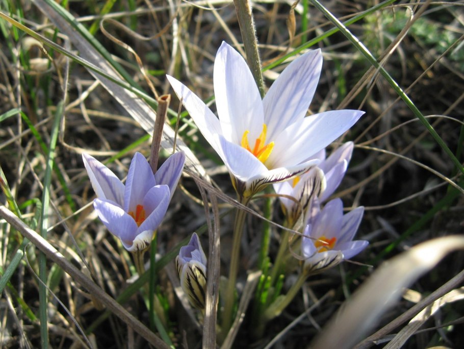 Шафран сетчатый (крокус)