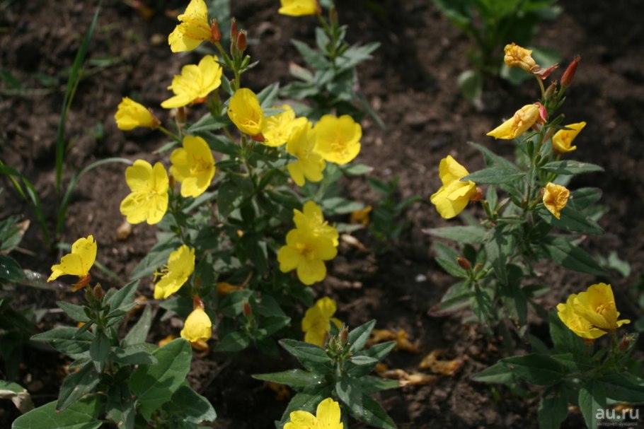 Oenothera glazioviana