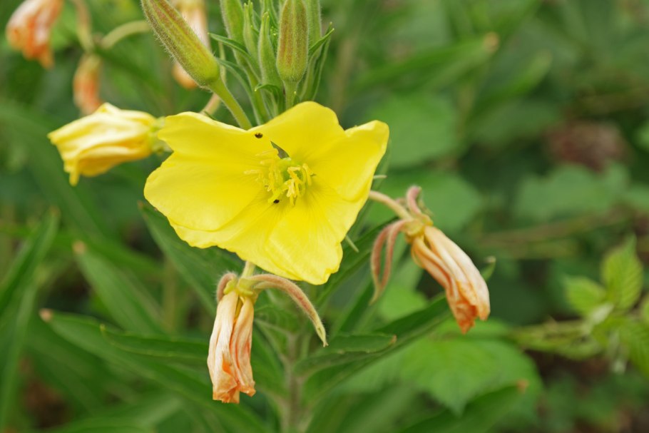Oenothera glazioviana