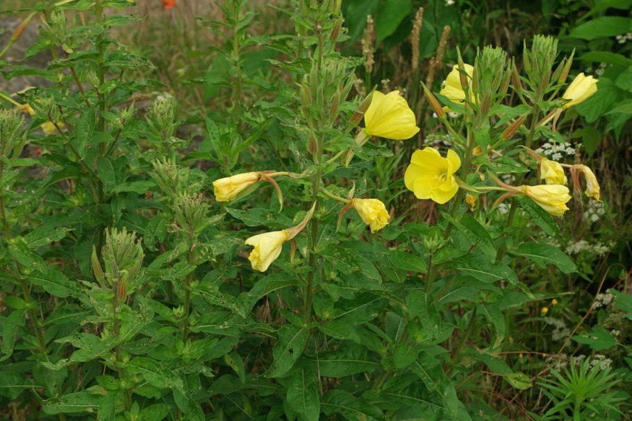 Ослинник двулетний (Oenothera biennis)