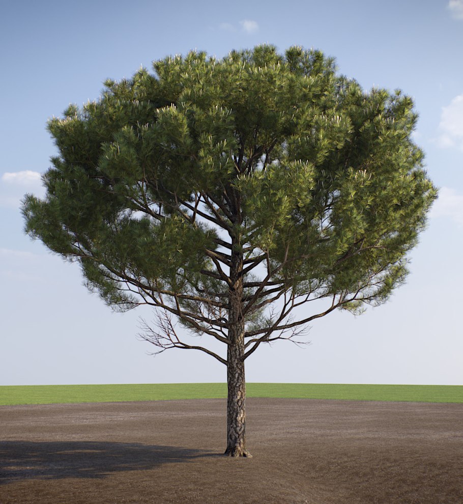 Пиния (Pinus pinea)