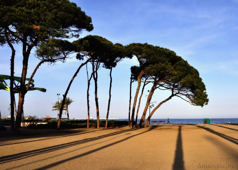 Пиния (Pinus pinea)