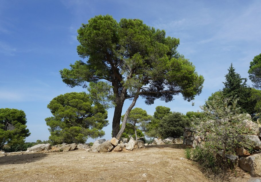 Пиния (Pinus pinea)