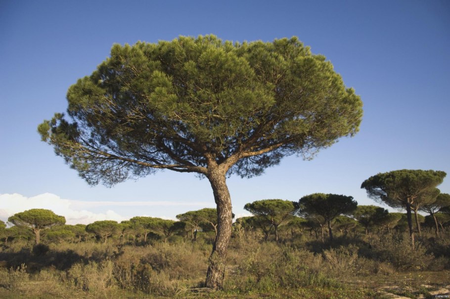Пиния (Pinus pinea)