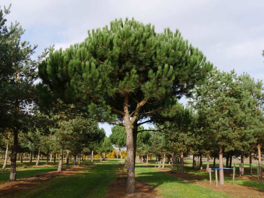 Pinus pinea