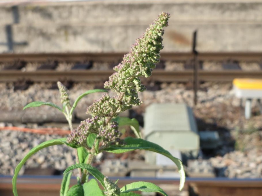 Буддлея Давида White Bouquet