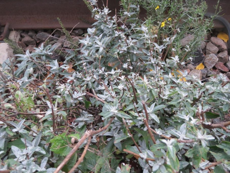 Лещина обыкновенная ред Маджестик