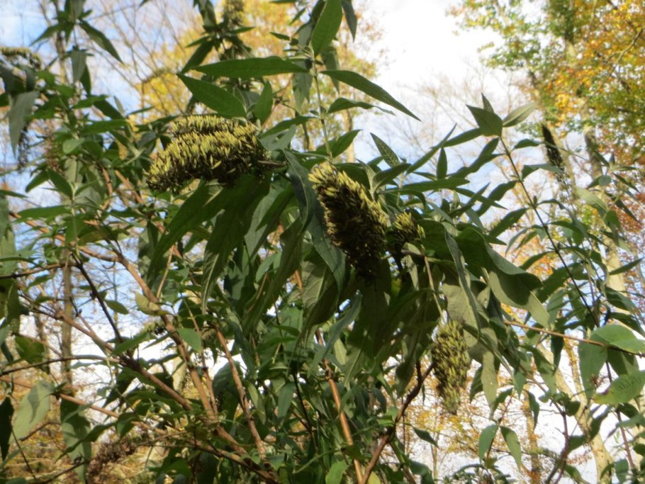 Горянка davidii