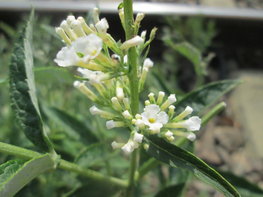 Дидиерия Мадагаскарская