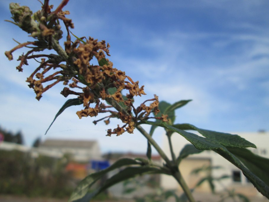 Acer davidii 'George Forrest'
