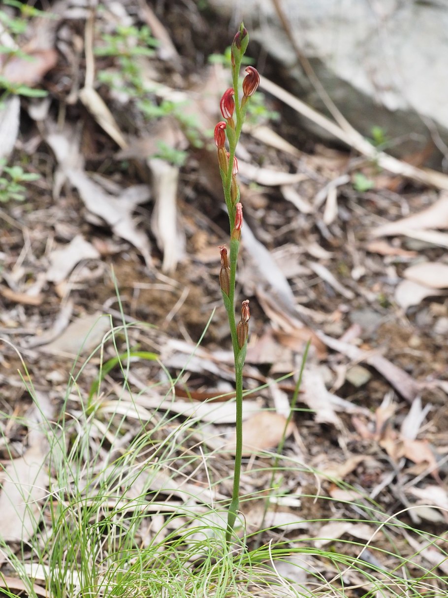 Pterostylis hamiltonii