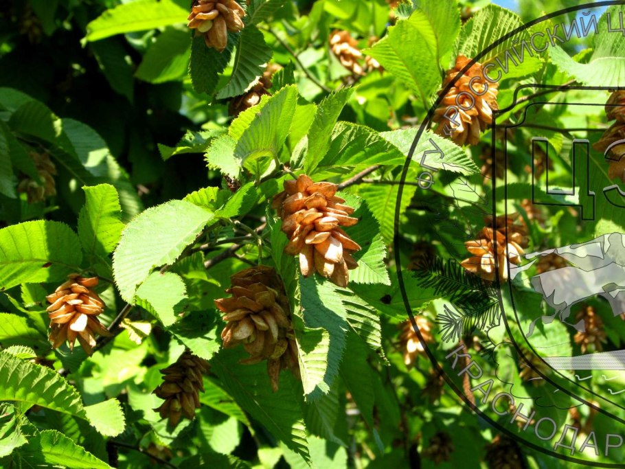 «Ватные» водоросли (Ostreopsis ovata)