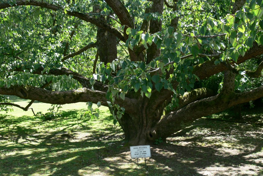 Давидия дерево