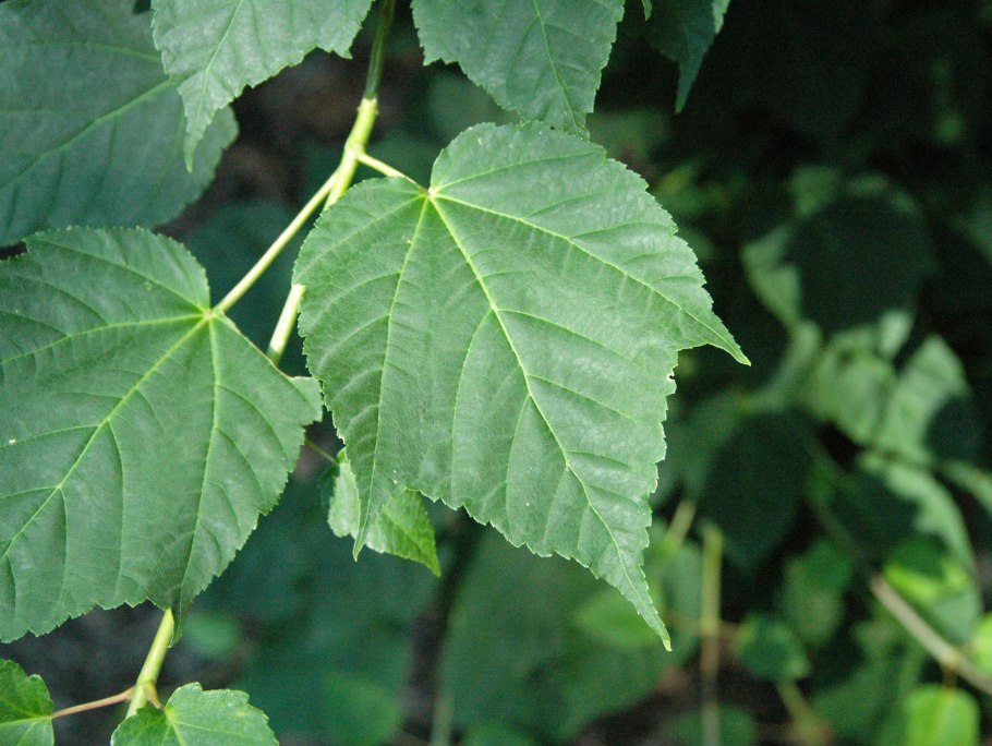 Карбюратор leader pz19jb