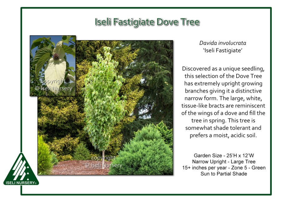 Декоративные деревья