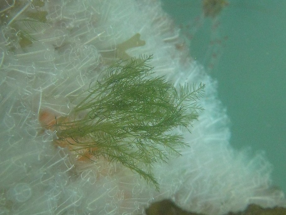 Bryopsis plumosa