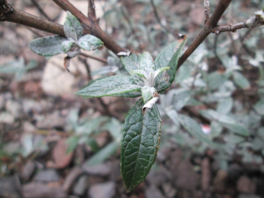 Карбюратор leader pz19jb