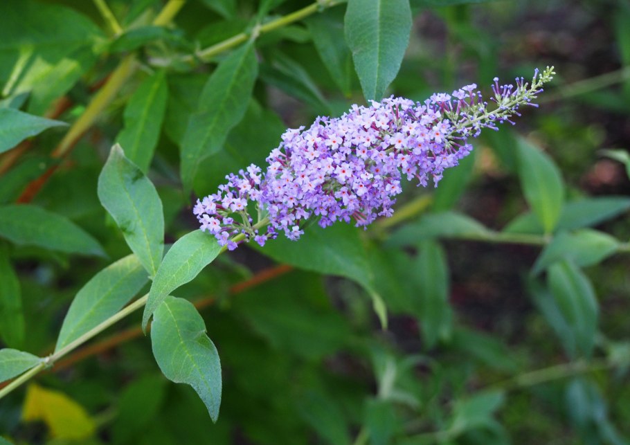 Буддлея давида