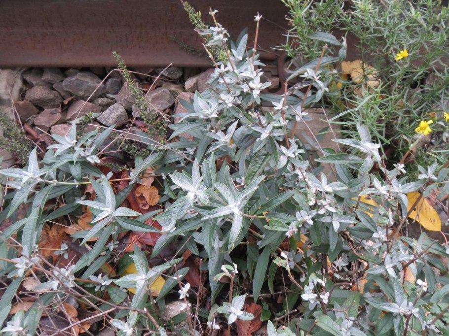 Вертициллез вишни