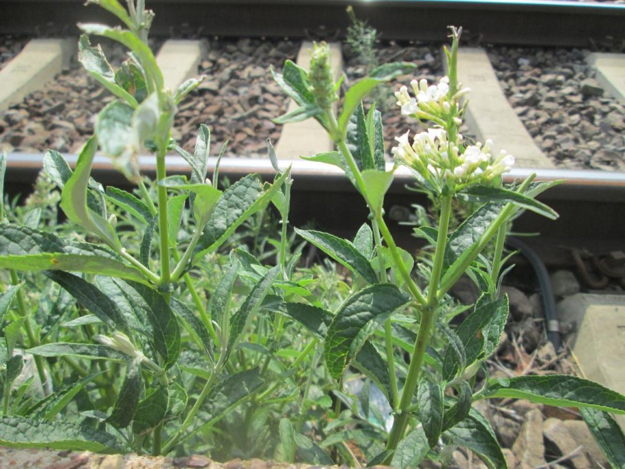 Буддлея Buzz Midnight