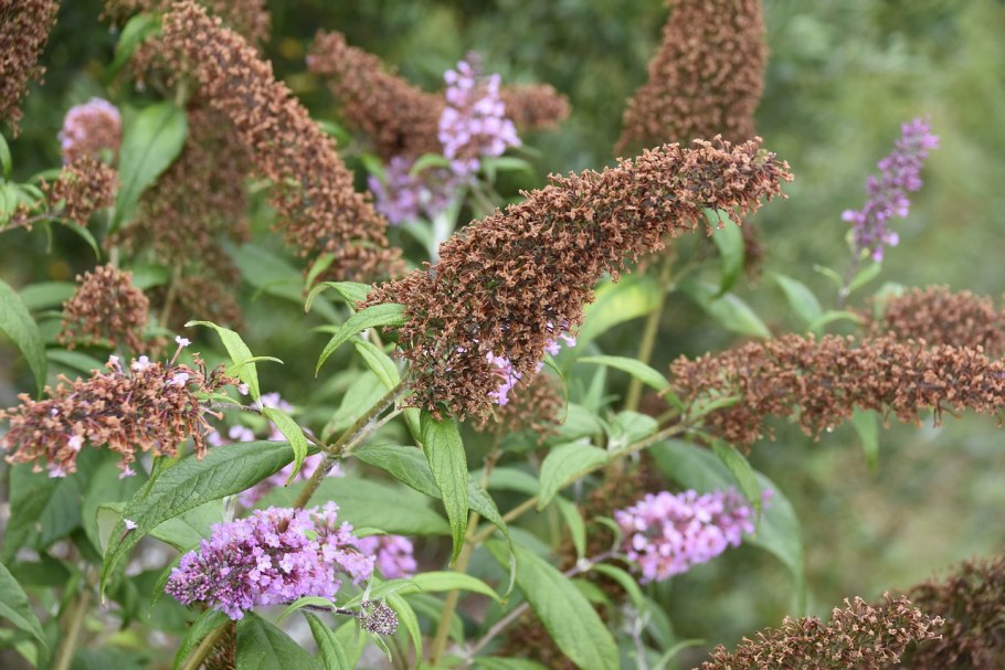 Буддлея давида гулливер