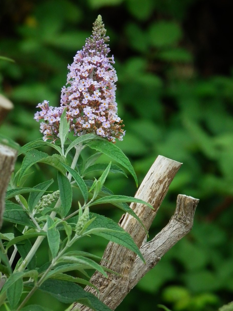 Алексеевка Городище